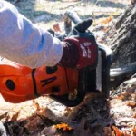 When Should a Tree Be Removed?