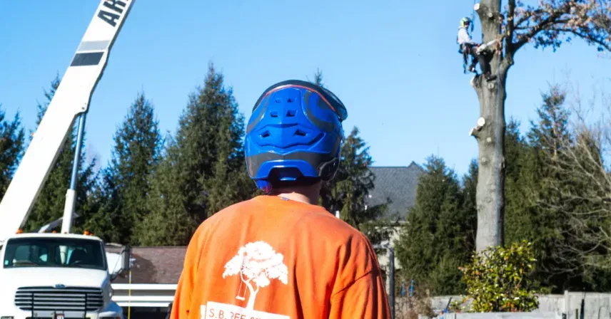 How Much Does Tree Removal Cost in Cincinnati?