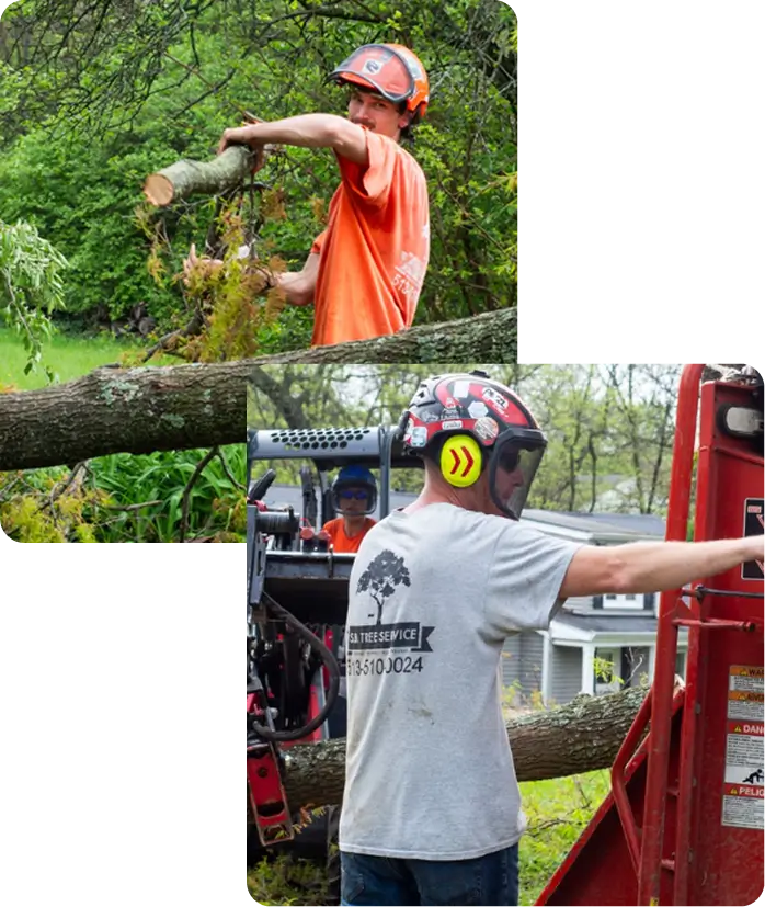 About SB Tree Service