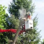 Tree Removal