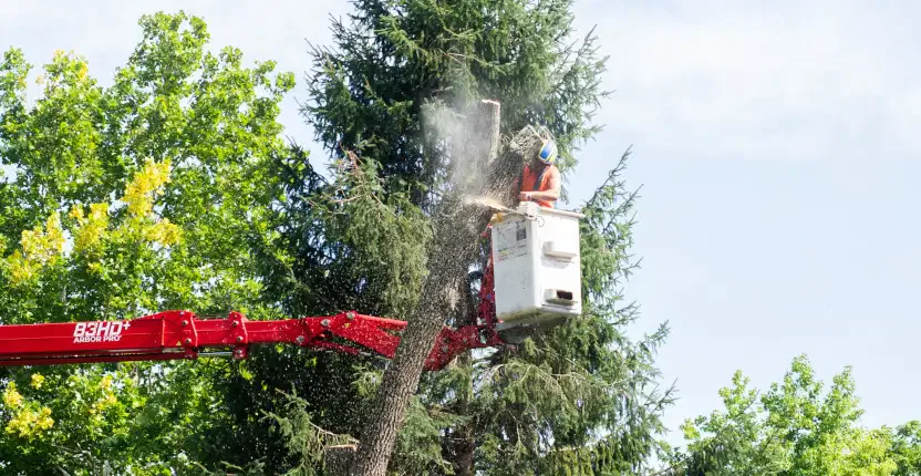 Tree Removal