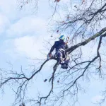 Tree Trimming & Pruning