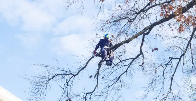 Tree Trimming & Pruning