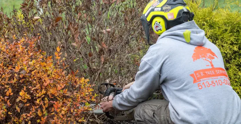 Shrub Removal & Trimming