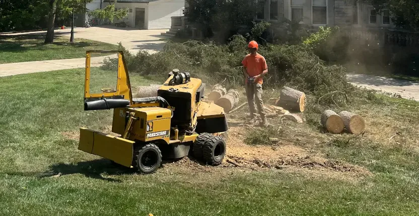 Stump Removal & Stump Grinding