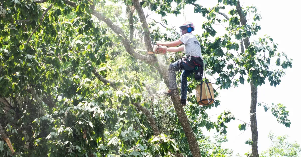Tree Pruning and Trimming in Cincinnati, OH