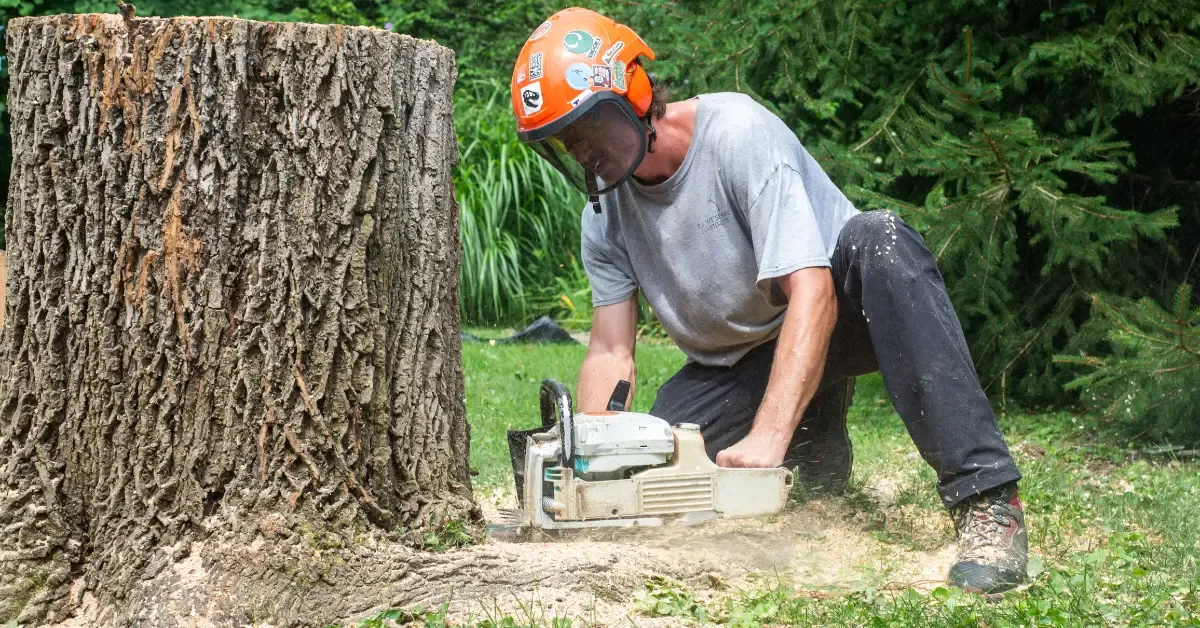 Stump Grinding & Removal in Cincinnati, OH