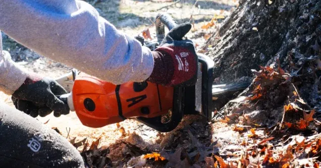 When Should a Tree Be Removed?