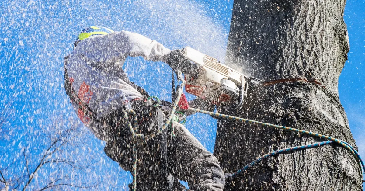 Safe, Professional Tree Removal for Cincinnati Properties