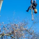 Winter Tree Protection in Cincinnati: How to Keep Your Trees Safe in Cold Weather