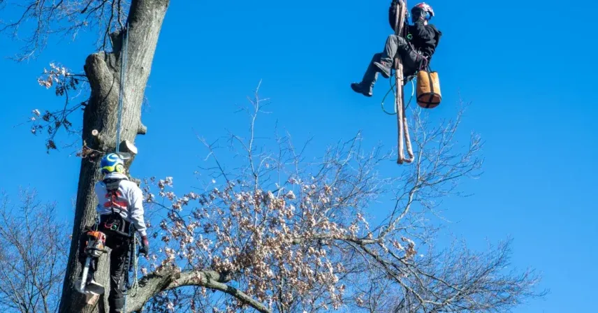 Winter Tree Protection in Cincinnati: How to Keep Your Trees Safe in Cold Weather