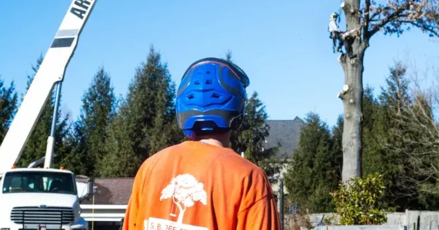 How Much Does Tree Removal Cost in Cincinnati?