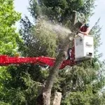 Tree Trimming & Pruning