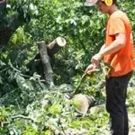 Shrub Removal & Trimming