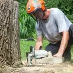 Stump Removal & Stump Grinding