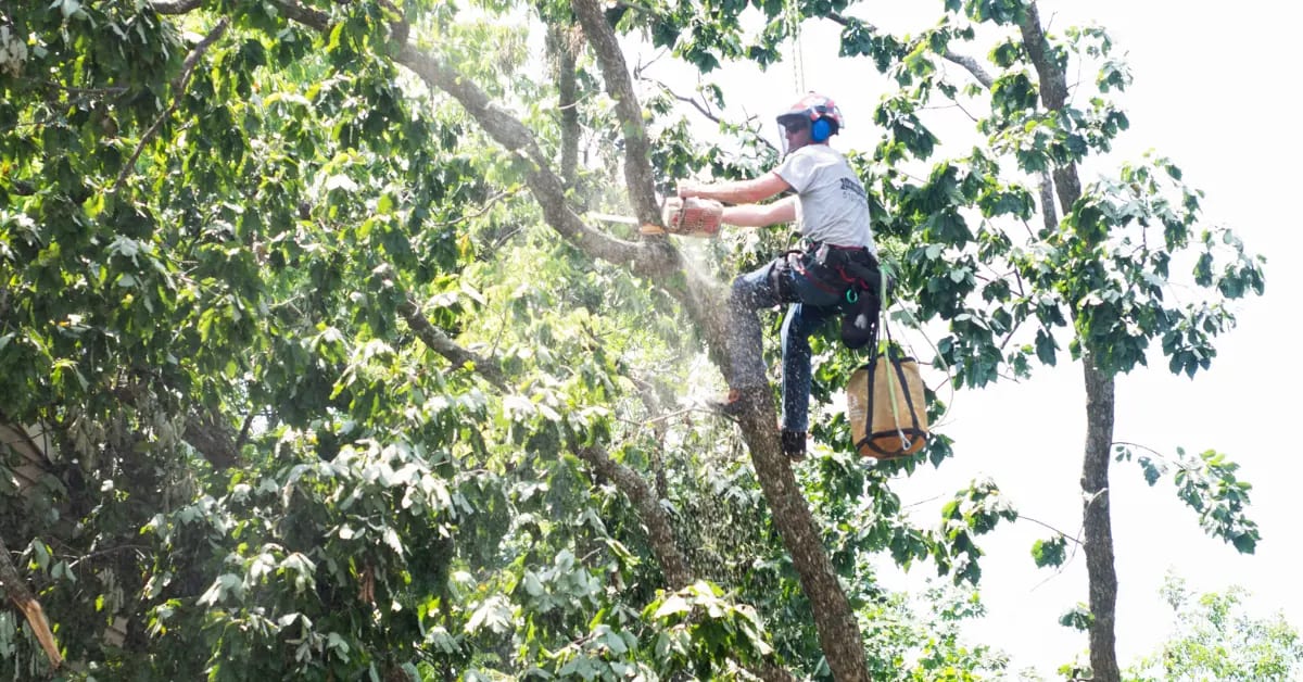 Tree Pruning and Trimming in Cincinnati, OH