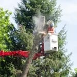 Tree Removal