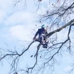 Tree Trimming & Pruning