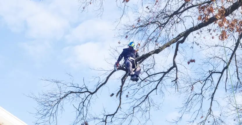 Tree Trimming & Pruning