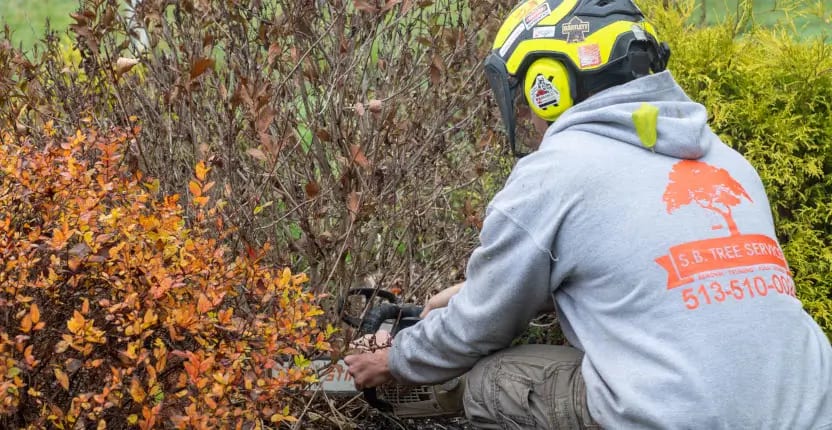 Shrub Removal & Trimming